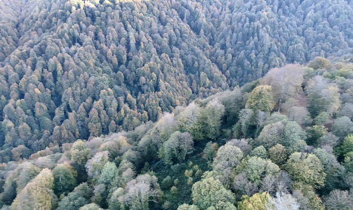 Kocaeli ormanlarında renk cümbüşü G2