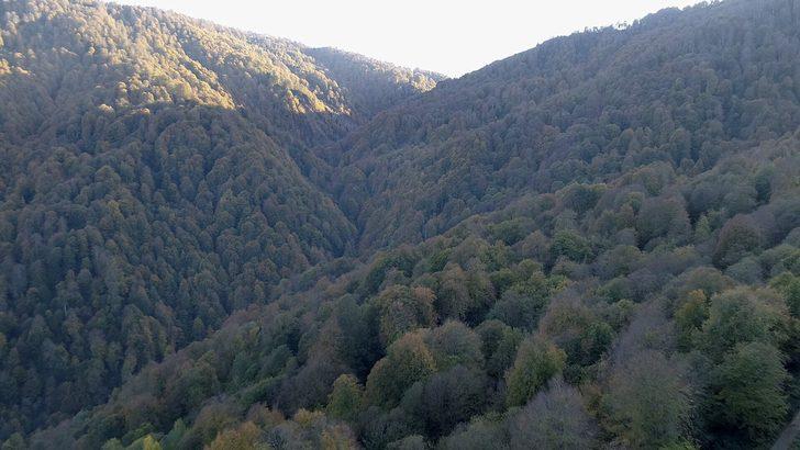 Kocaeli ormanlarında renk cümbüşü G5