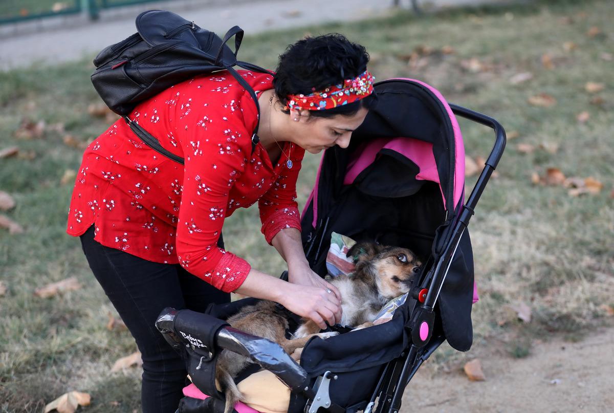 Fel&ccedil;li k&ouml;peğini bebek arabasıyla sokak sokak gezdiriyor: G&ouml;renler deli olduğumu sanıyor