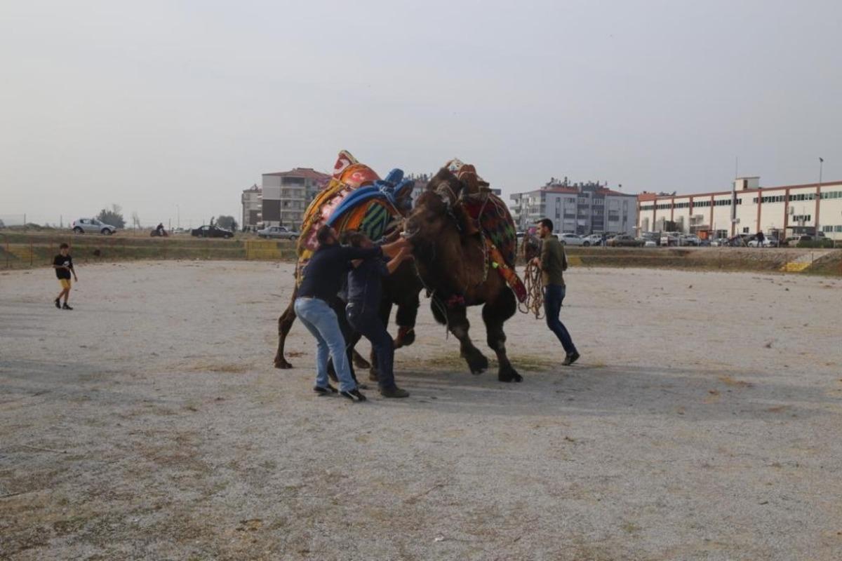 Burhaniye Deve g&uuml;reşleri havut t&ouml;reni yapıldı