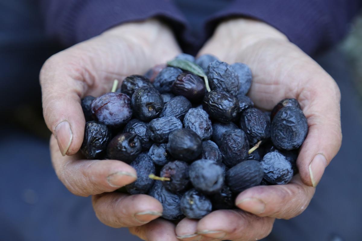 Bu zeytin T&uuml;rkiye&rsquo;nin Kuzeydoğusu&rsquo;nun en u&ccedil; noktasında yetişiyor