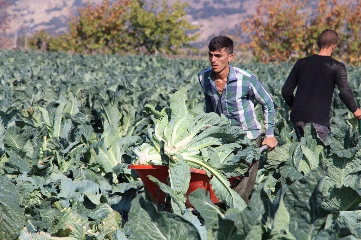 Erkenci karnabaharın merkezi Manisa oldu