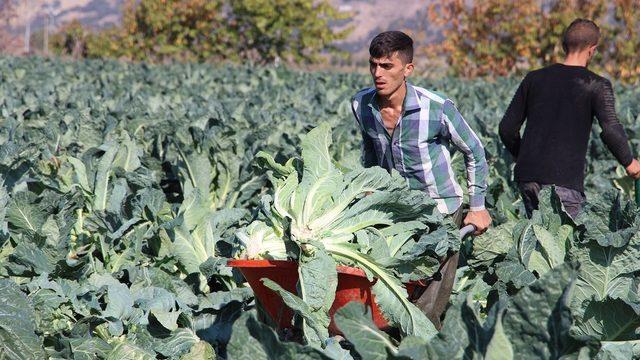 Erkenci karnabaharın merkezi Manisa oldu