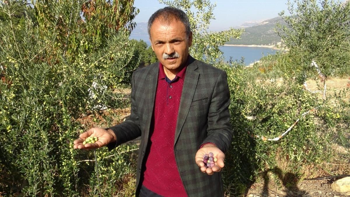 Ermenek&rsquo;te zeytin, y&ouml;re halkının umudu oldu