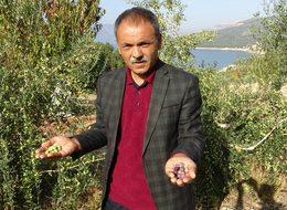 Ermenek’te zeytin, yöre halkının umudu oldu