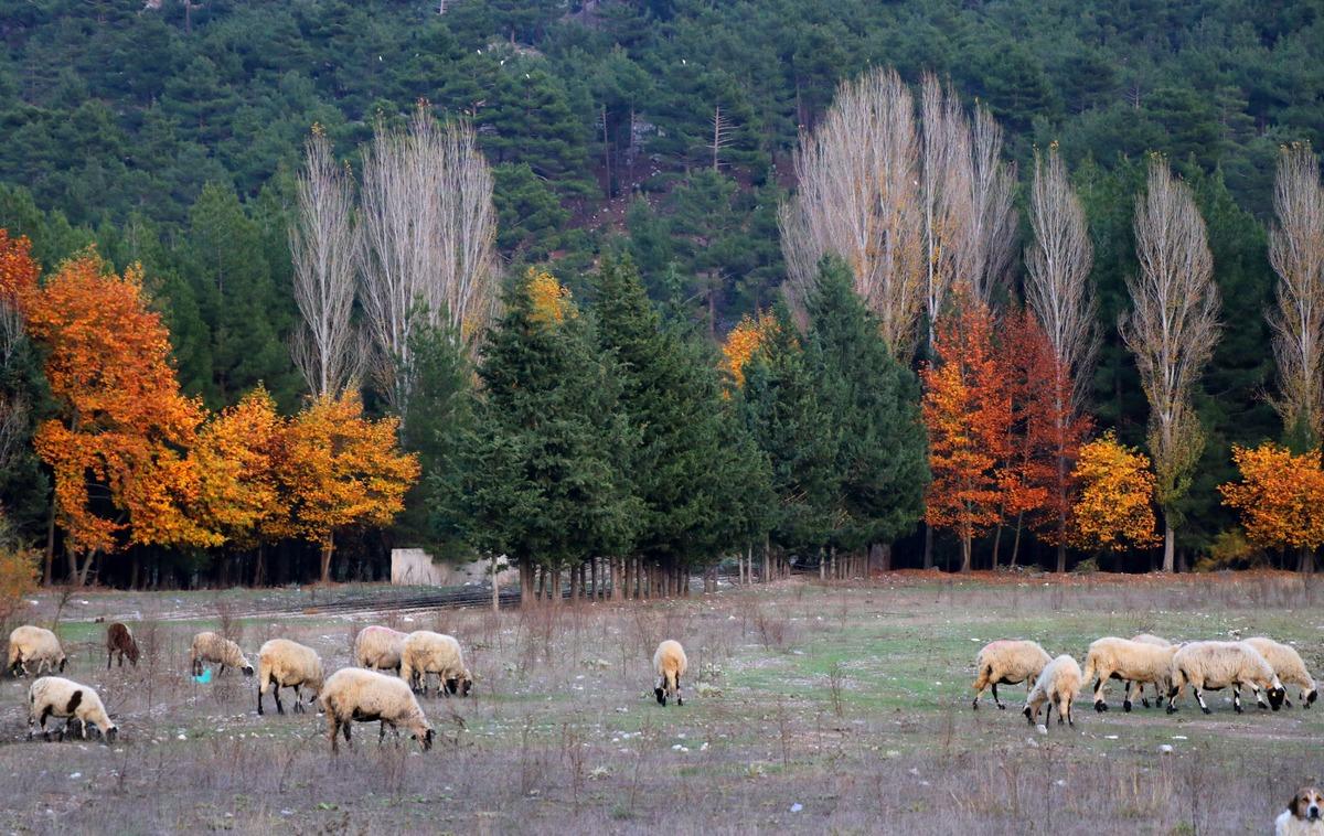 Belemedik'te renk c&uuml;mb&uuml;ş&uuml;! Doğaseverler ve fotoğraf&ccedil;ılar oraya akın ediyor