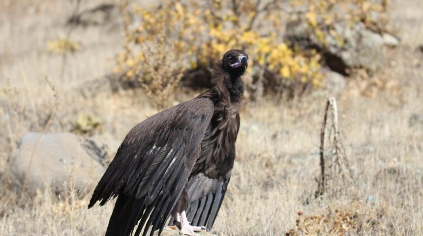 Dünyanın en tehlikeli yırtıcılarından, akbaba yakından görüntüledi