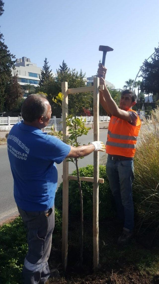 Kemer Turunç ağaçlarıyla süslendi