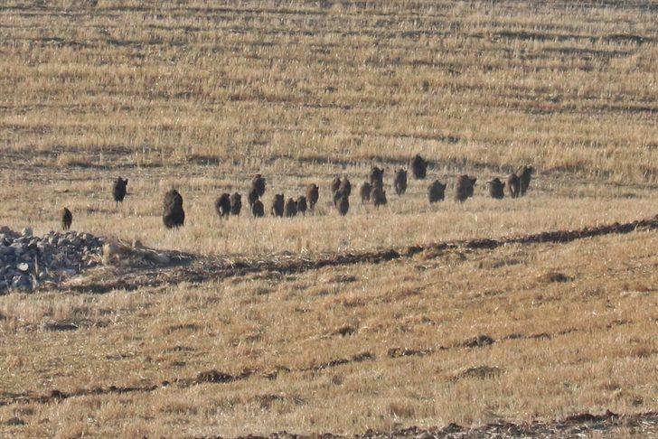 Aç kalan yaban domuzları kırsal mahallelere indi G1