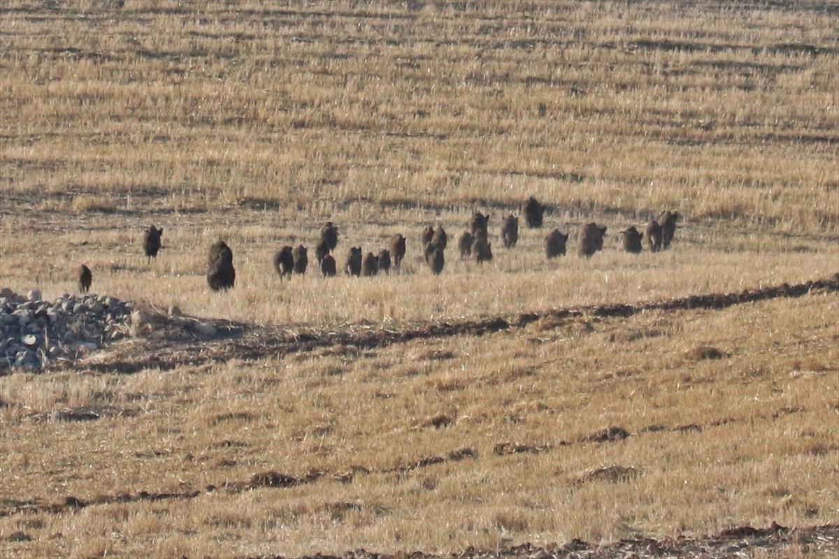 A&ccedil; kalan yaban domuzları kırsal mahallelere indi