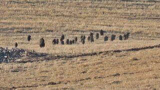 Aç kalan yaban domuzları kırsal mahallelere indi