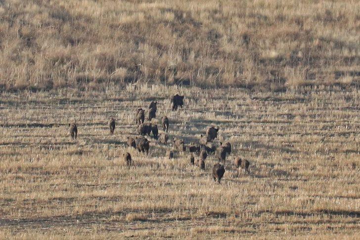 Aç kalan yaban domuzları kırsal mahallelere indi G2
