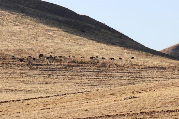 Aç kalan yaban domuzları kırsal mahallelere indi G3