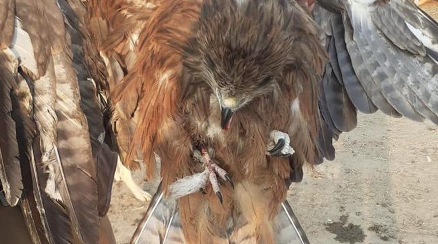 Kaya Kartalı tedavi altına alındı