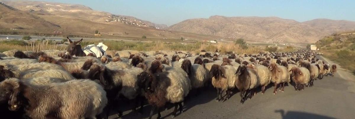 Soğuk hava bastırdı g&ouml;&ccedil;erler d&ouml;n&uuml;ş yoluna ge&ccedil;ti