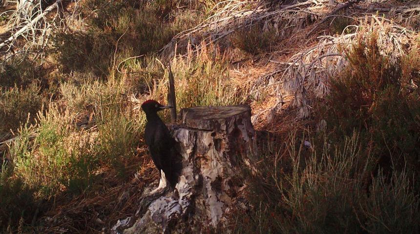Kara ağaçkakan Tekirdağ’da görüntülendi: Mutluluk verici