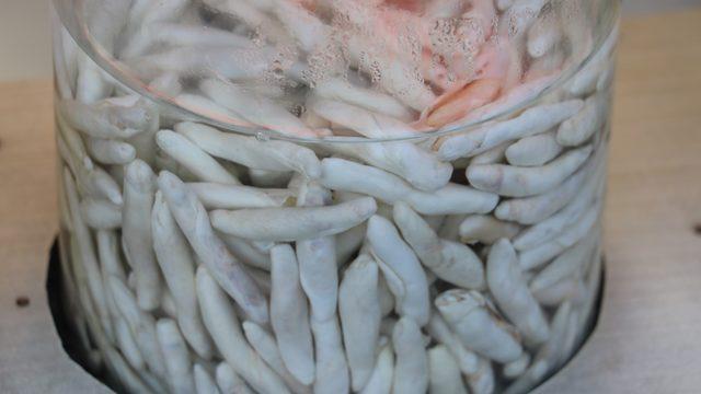 Kenger sakızı bir ay çiğnenebiliyor! Fiyatı altınla yarışıyor