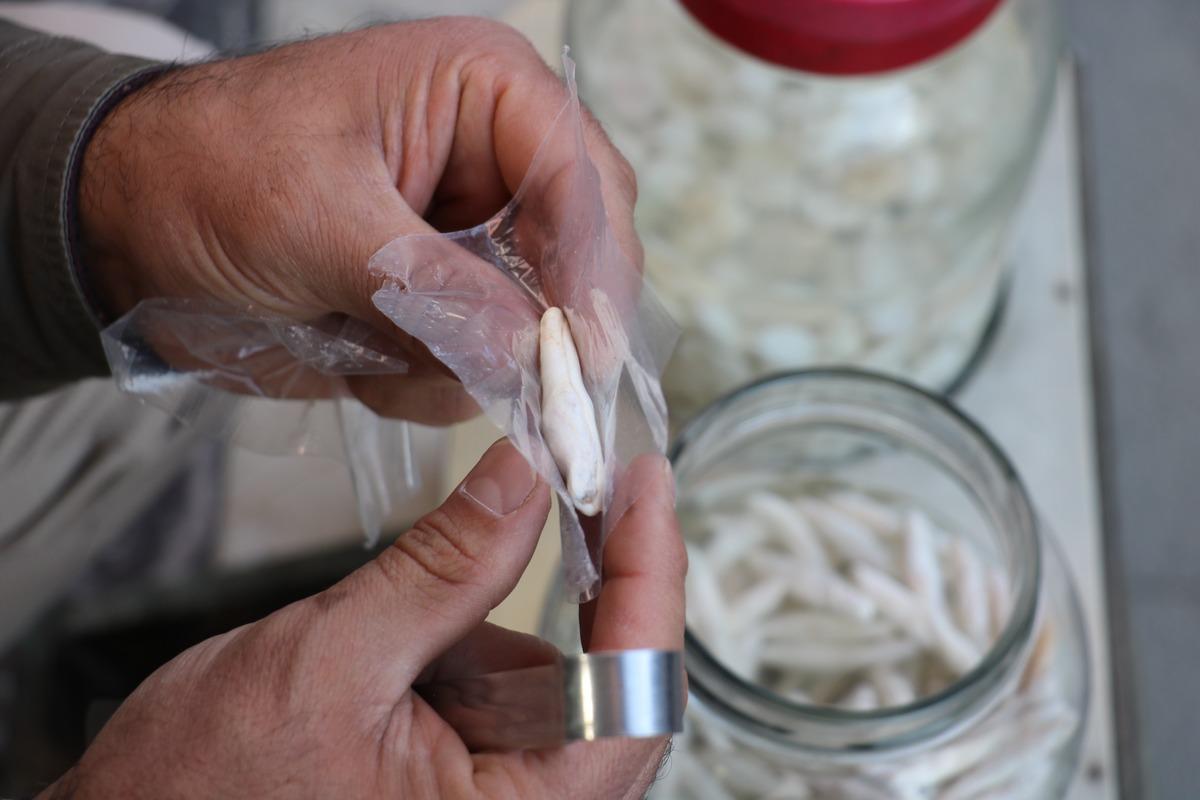 Kenger sakızı nedir? Kenger sakızı bir ay &ccedil;iğnenebiliyor!