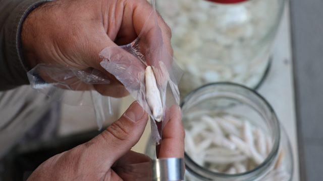 Kenger sakızı nedir? Kenger sakızı bir ay çiğnenebiliyor!