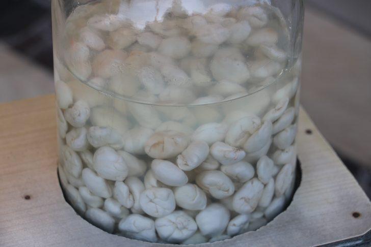 Kenger sakızı nedir? Kenger sakızı bir ay çiğnenebiliyor! G2