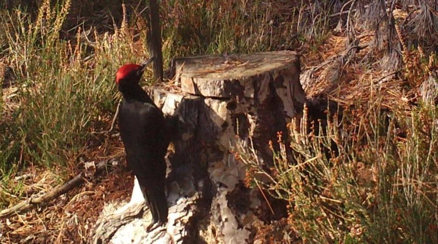Tekirdağ'da, nadir görülen "kara ağaçkakan" fotokapanla görüntülendi