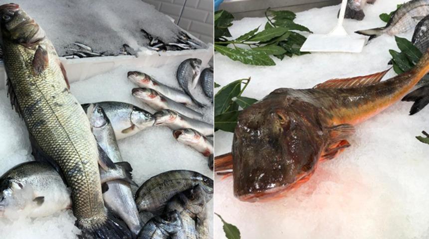 Sinop'ta balıkçılara büyük sürpriz... Nadiren görülüyor