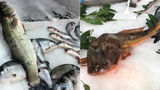 Sinop'ta balıkçılara büyük sürpriz... Nadiren görülüyor