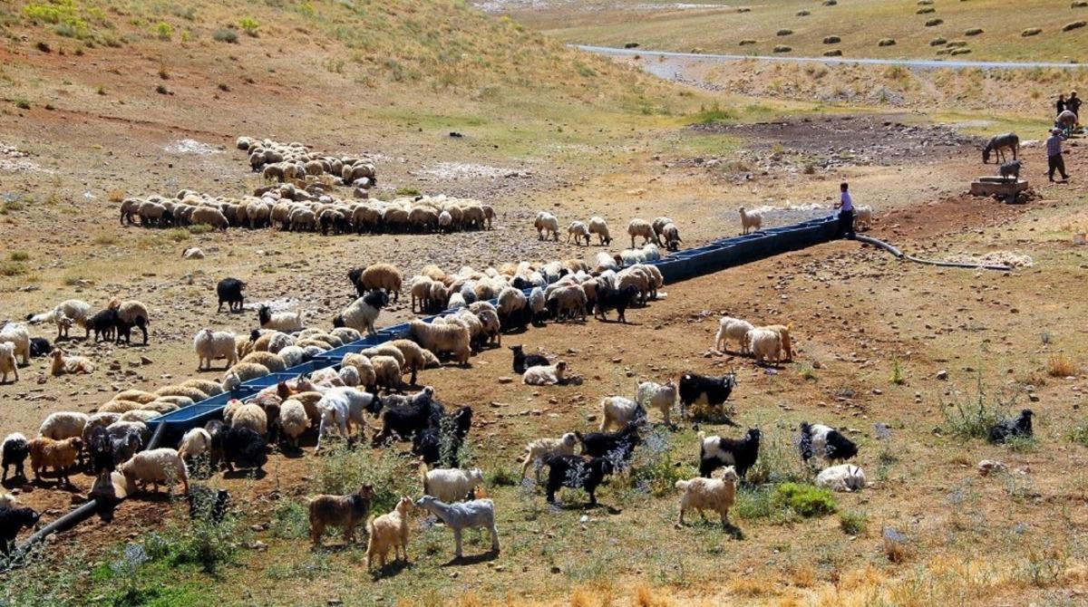 Van&rsquo;da tarım ve hayvancılığı geliştirecek b&uuml;y&uuml;k hamle