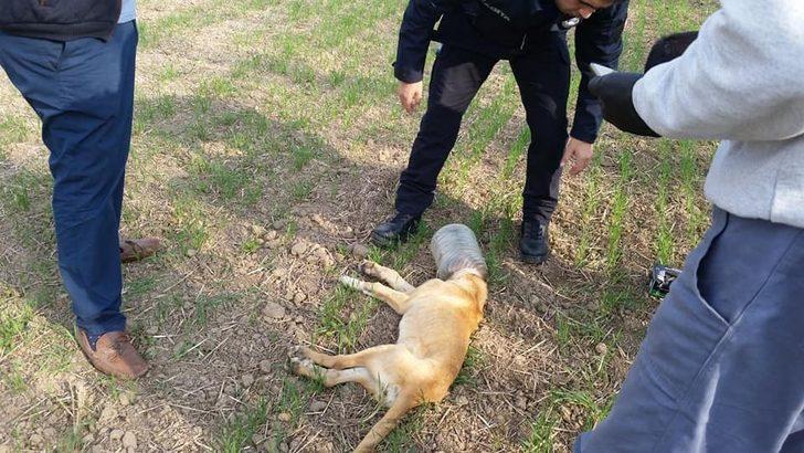 Kafası bidona sıkışan köpeği belediye ekipleri kurtardı