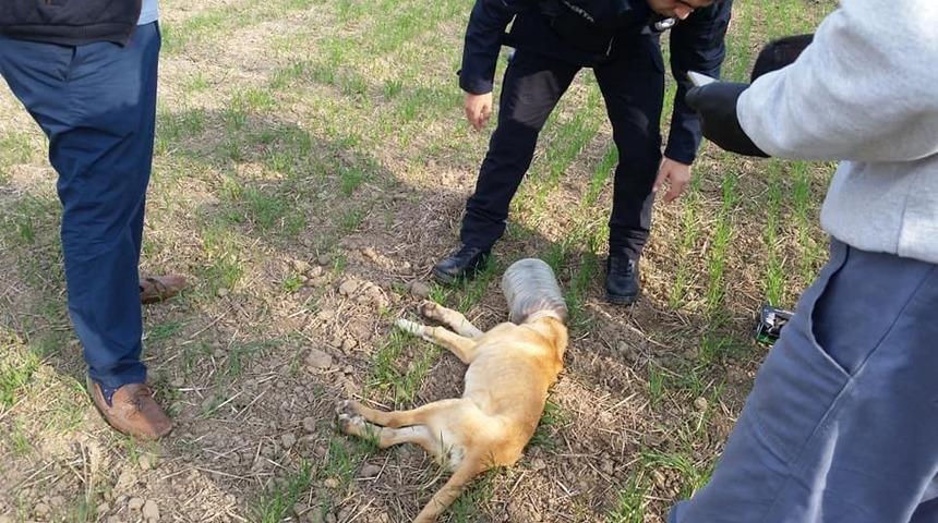 Kafası bidona sıkışan k&ouml;peği belediye ekipleri kurtardı