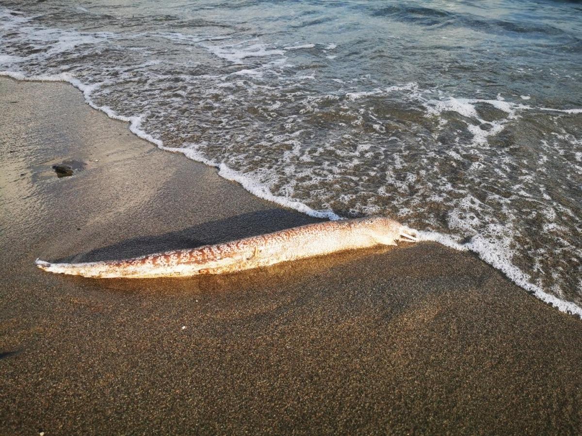 Sahile vuran m&uuml;ren balığı vatandaşları şaşırttı