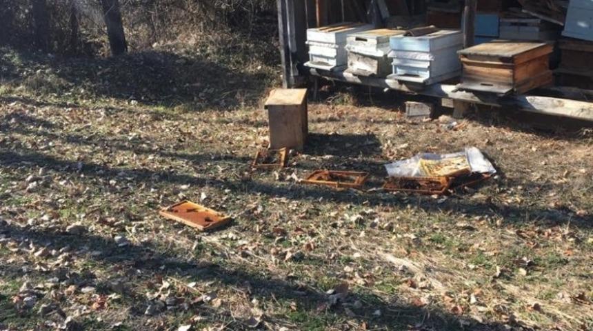 Daday&rsquo;da k&ouml;ye kadar inen ayı, arı kovanını par&ccedil;aladı