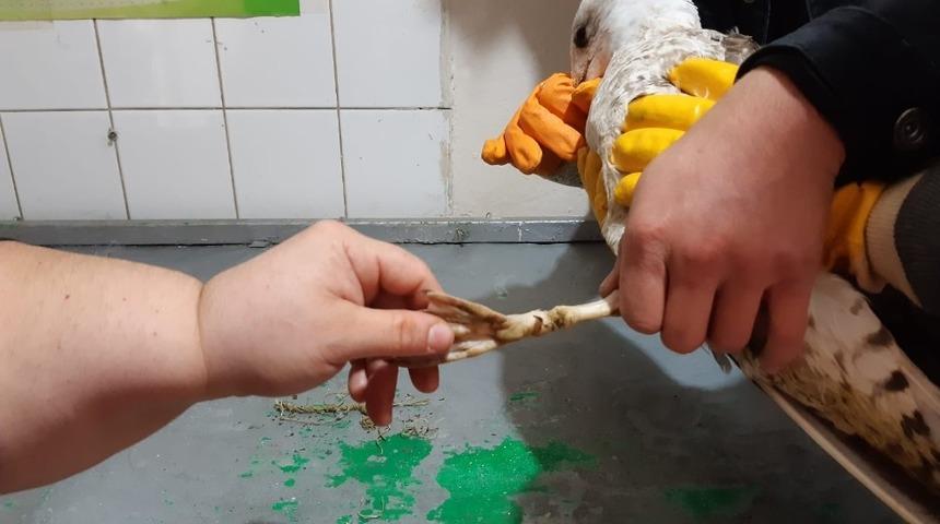 Yaralı martı tedavi altına alındı