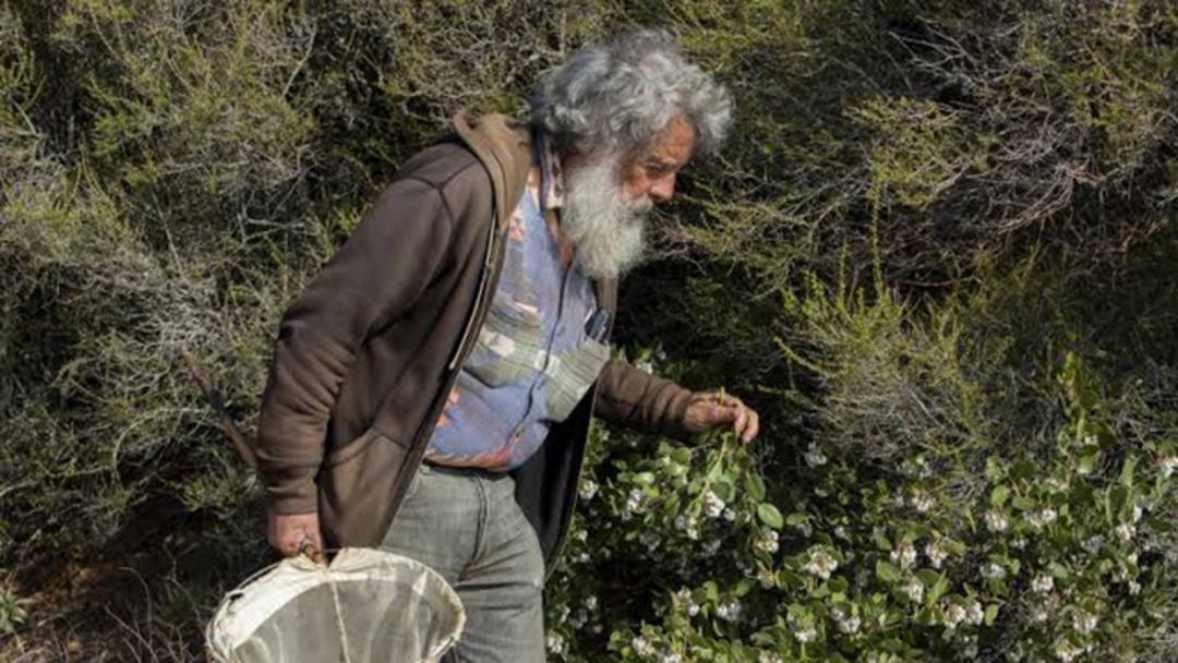 Tam 47 yıldır hi&ccedil; durmadan kelebekleri sayıyor