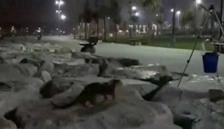 İstanbul sahillerinde su samuru sürprizi! G1