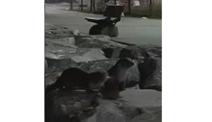 İstanbul sahillerinde su samuru sürprizi! G2