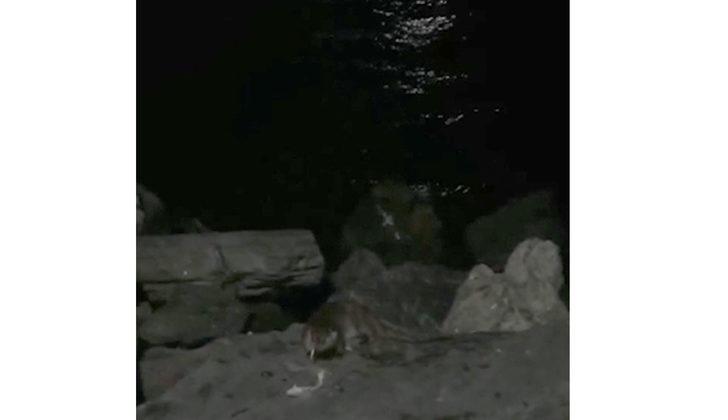 İstanbul sahillerinde su samuru sürprizi! G3