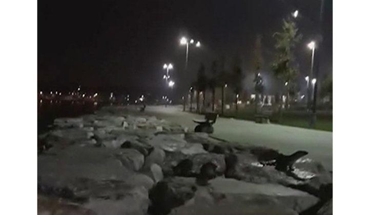 İstanbul sahillerinde su samuru sürprizi! G4