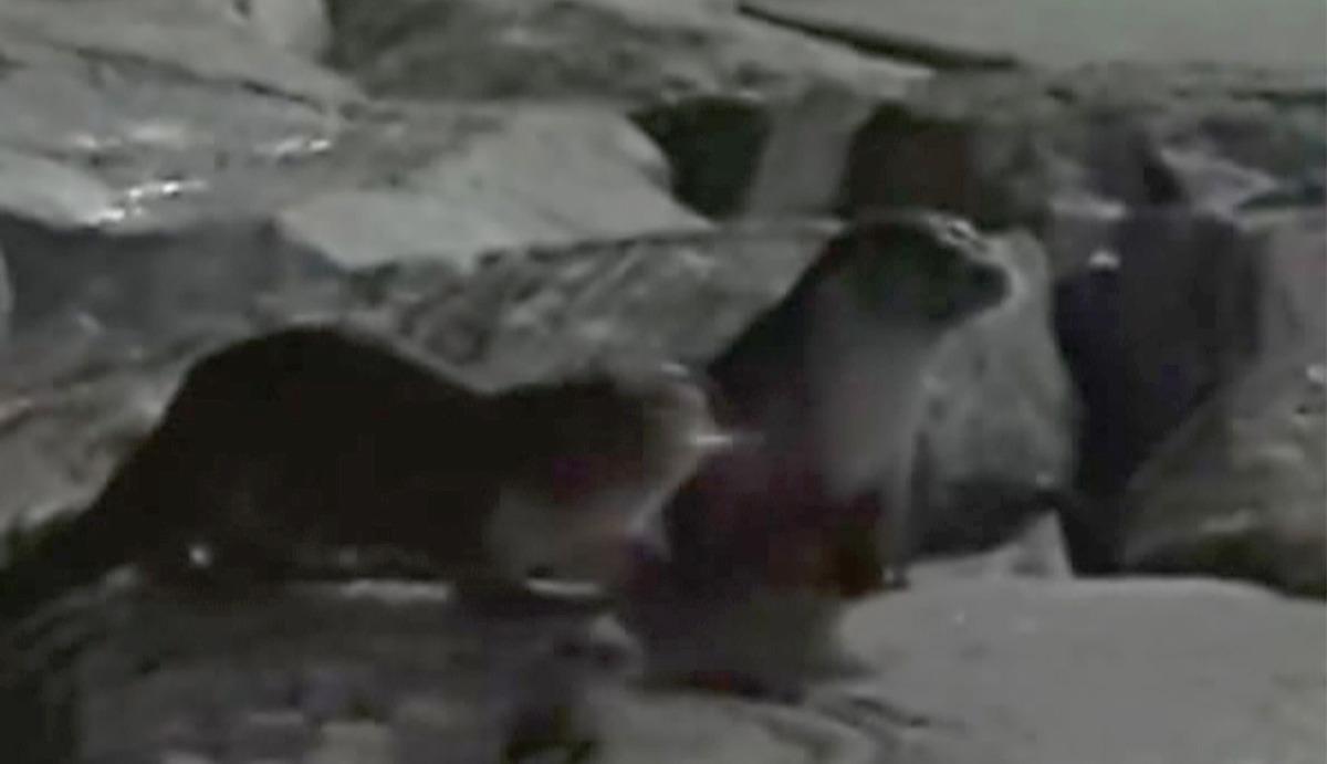 İstanbul sahillerinde su samuru s&uuml;rprizi!