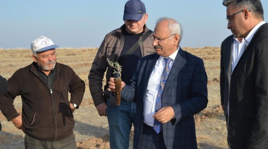 Kuraklığa karşı dikimine başlanan 33 bin adet tuz &ccedil;alısı elektrikli &ccedil;it ile korunacak