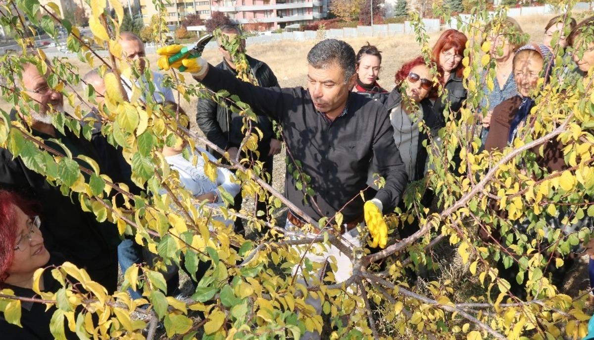 &Ccedil;ankaya Belediyesinden kursiyerlere budama eğitimi