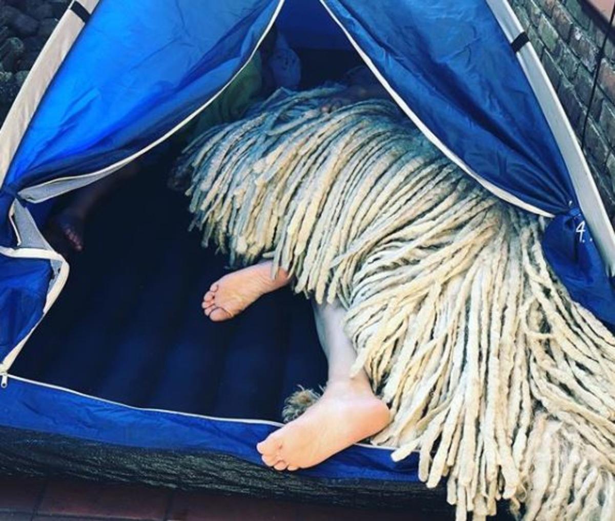 Paspas k&ouml;peğin y&uuml;zme videosu viral oldu!