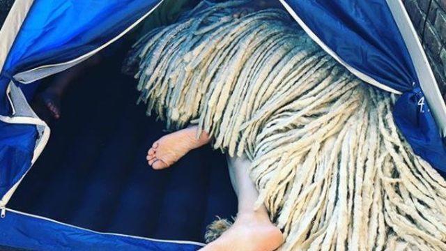 Paspas köpeğin yüzme videosu viral oldu!