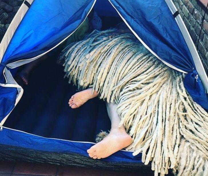 Paspas köpeğin yüzme videosu viral oldu! G1