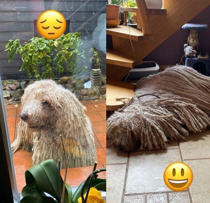 Paspas köpeğin yüzme videosu viral oldu! G2