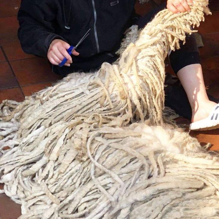 Paspas köpeğin yüzme videosu viral oldu! G4