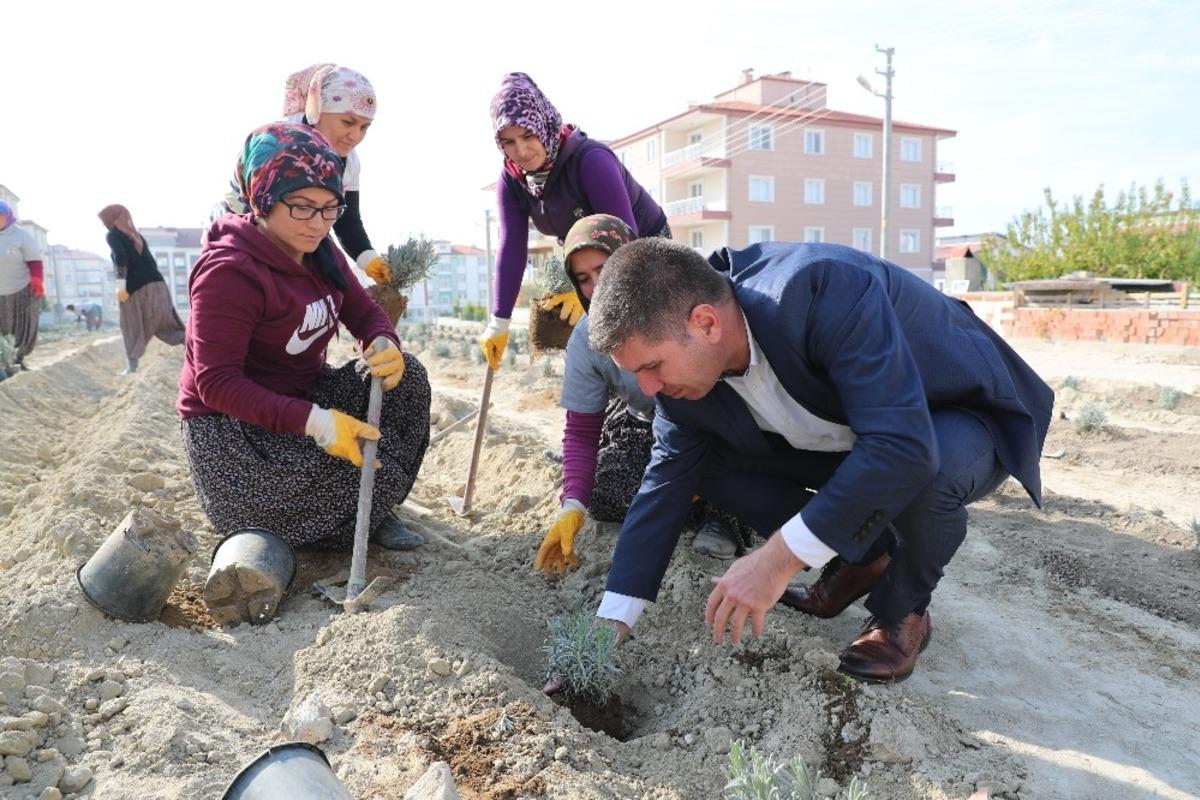 Burdur&rsquo;da 4 bin lavanta toprakla buluştu