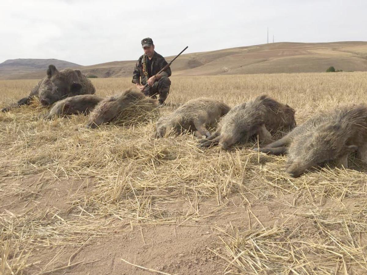 Tarlalarına giren 6 domuzu vurup, poz verdiler!