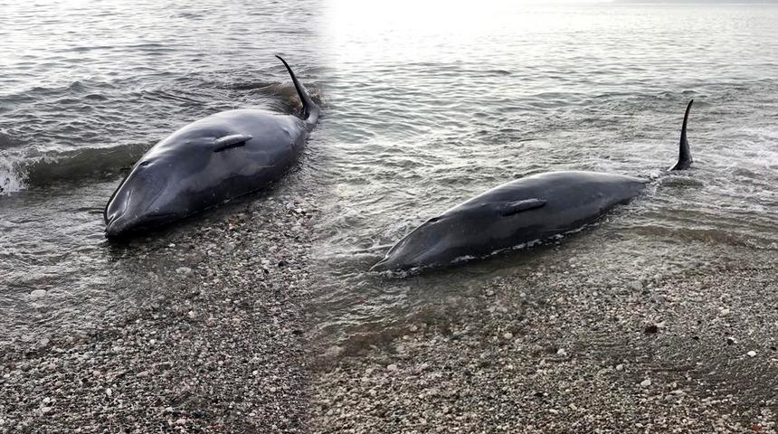 Balinaların kıyıya vurma nedeni ortaya çıktı!