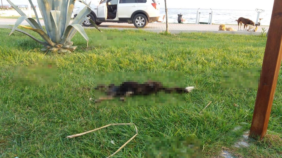 6 par&ccedil;aya ayrılmış k&ouml;pek &ouml;l&uuml;s&uuml;yle ilgili 'satanist ayini' iddiası